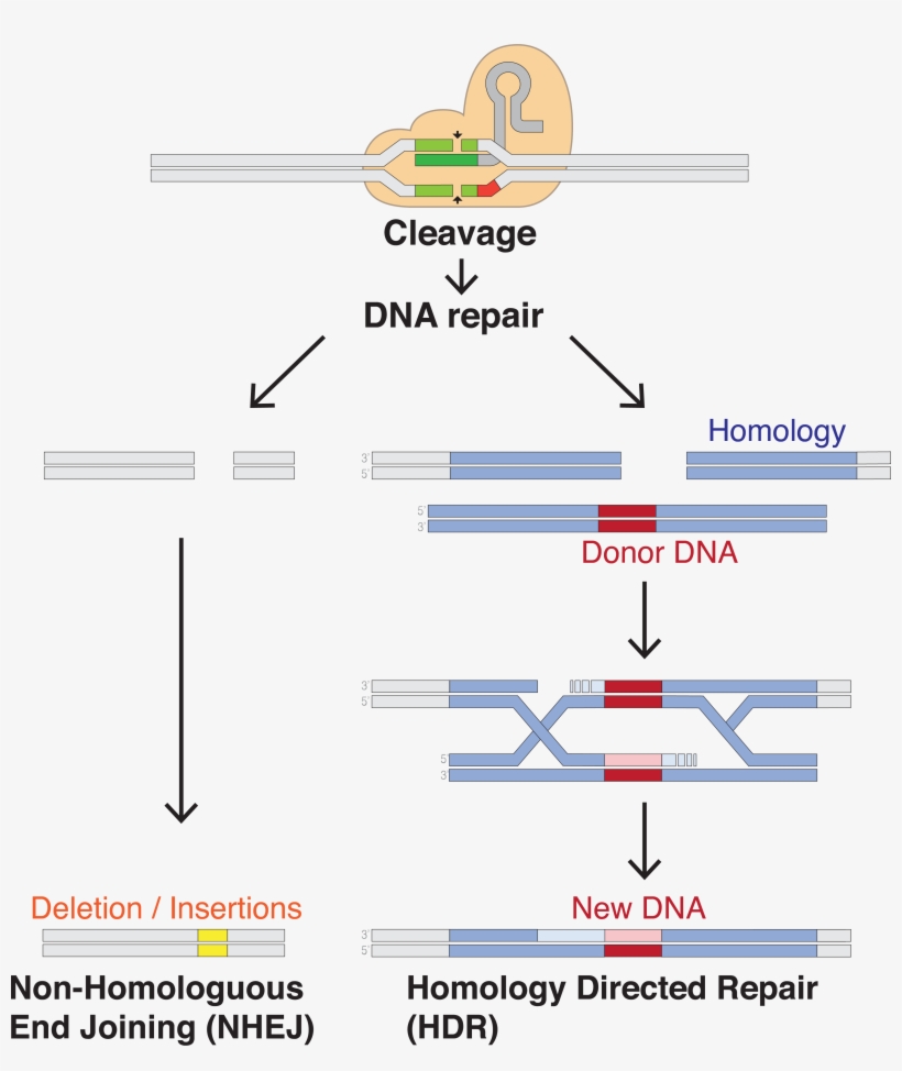 Dna Repair - Crispr Array, transparent png download