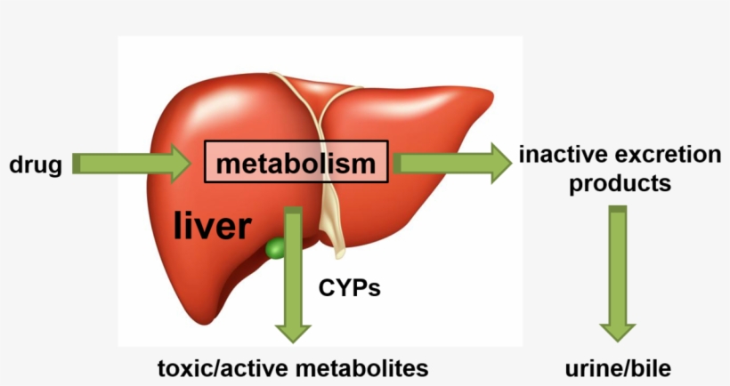 Another Field Of Research Is The Investigation Of Drug - Diagram, transparent png download