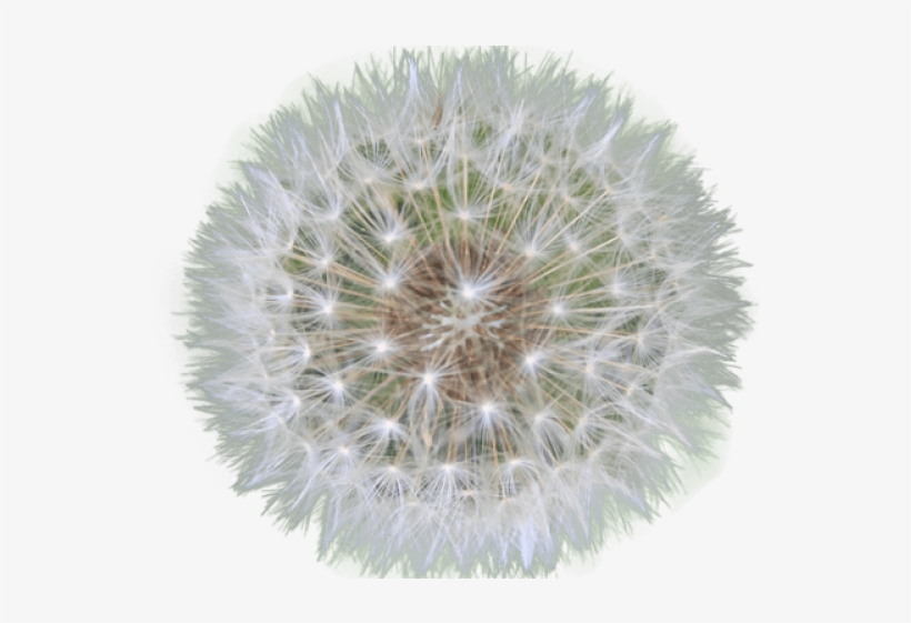 Dandelion Clipart Transparent Background - Png Dandelion, transparent png download