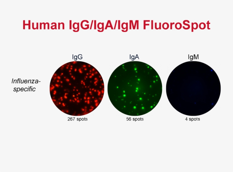 Fluorospot Analysis Of In Vivo Activated Human B Cells - B Cell Fluorospot, transparent png download
