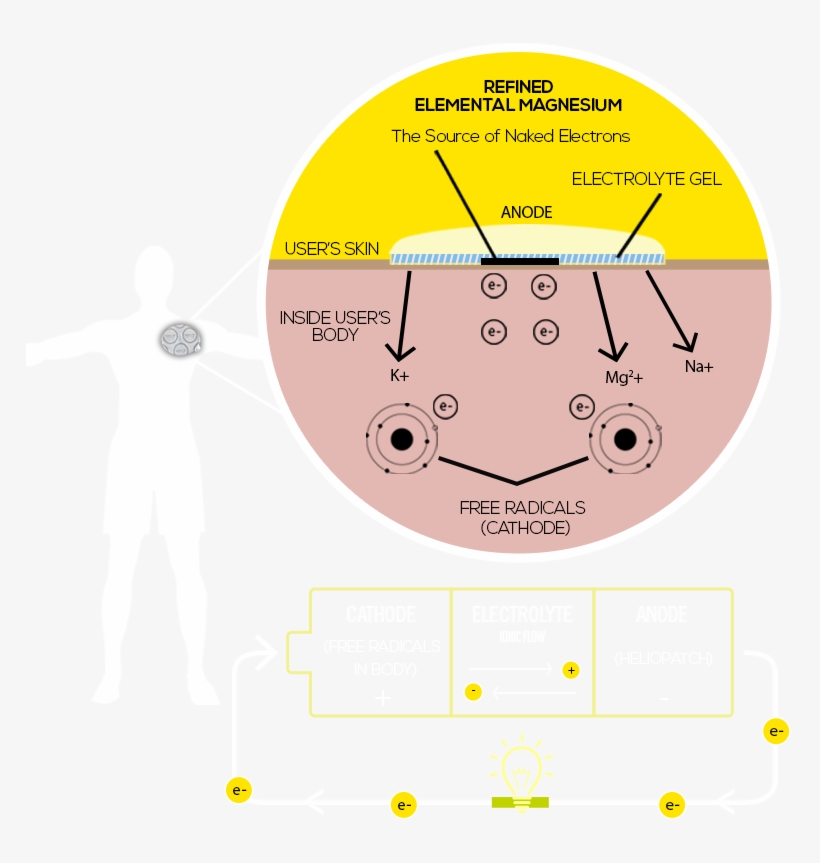 The Human Half-cell Effect - Circle, transparent png download