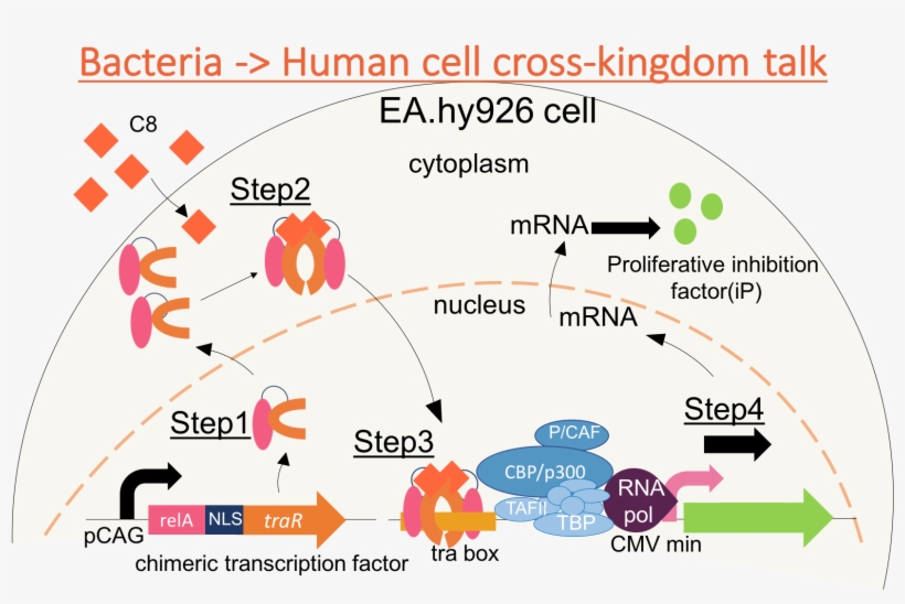1 Mechanism Of Signal Transduction System From Bacteria - Diagram, transparent png download