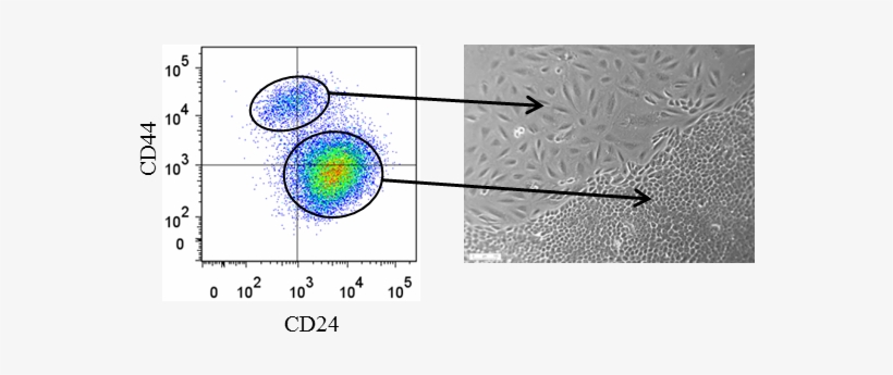 Flow Cytometry Characterization Of Human Immortalized - Cytométrie En Flux Et Cancerologie, transparent png download