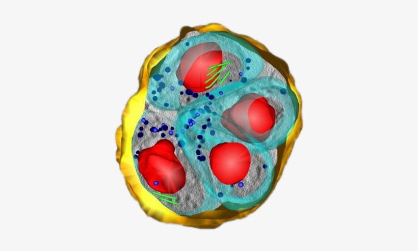 Toxoplasma Gondii Parasites Within A Human Fibroblast - Cell, transparent png download