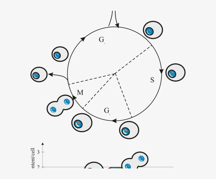 Cell Cycle Figure Nc 250 Cell Cycle Assay - Cytometry, transparent png download