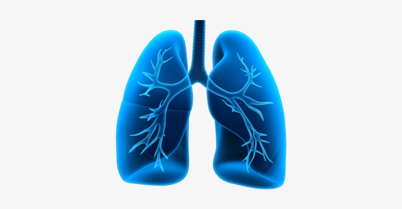 Lung - Manual Of Clinical Problems In Pulmonary Medicine [book], transparent png download