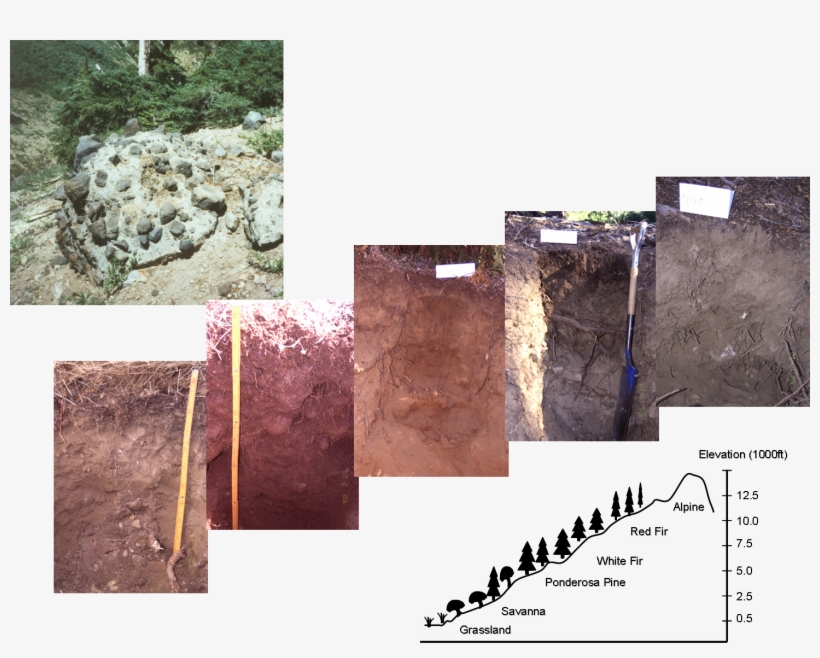 Prdology Soil, transparent png download