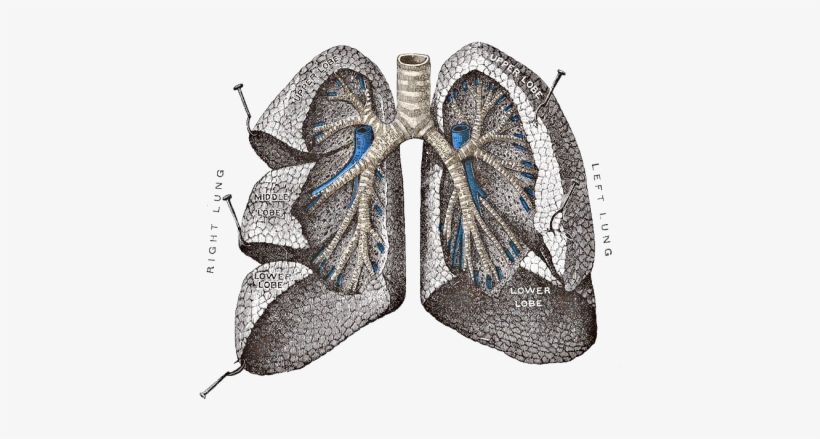 Lungs - Golden Ratio In Lungs, transparent png download