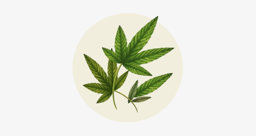 En El Humo De Cigarro Hay Más De 4 Mil Sustancias Tóxicas - Cannabis, transparent png download