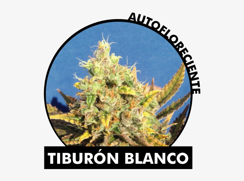 Rate Of Profit, Distribution And Growth, transparent png download