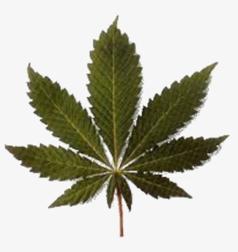 Todo Lo Que Necesitas Saber Para Comenzar Un Cultivo - Happy Birthday With Drugs, transparent png download