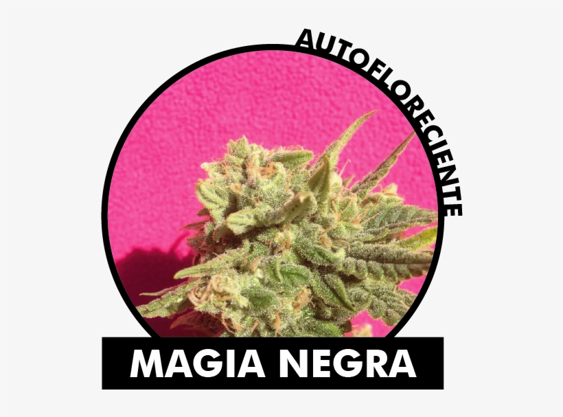 Mariadelajuana Seeds Auto Magia Negra 1 Fem An0019 - Escuela San Jose De La Villa, transparent png download