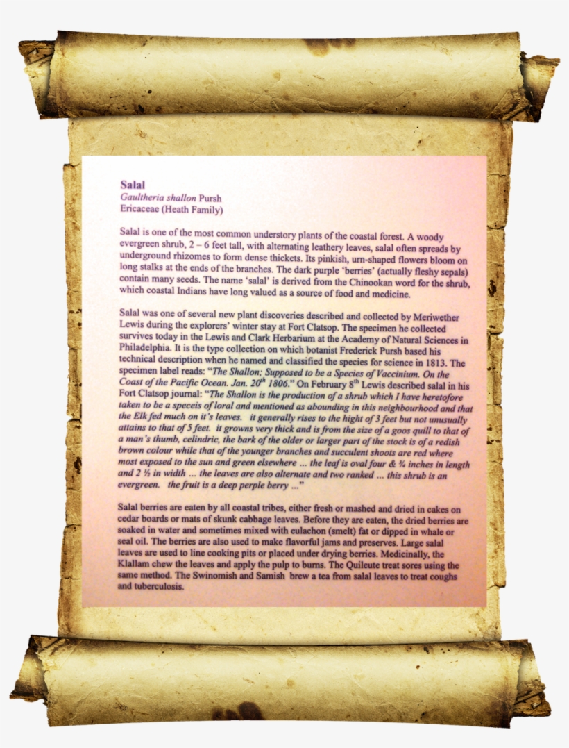 Salal Discovered By Lewis And Clark, transparent png download