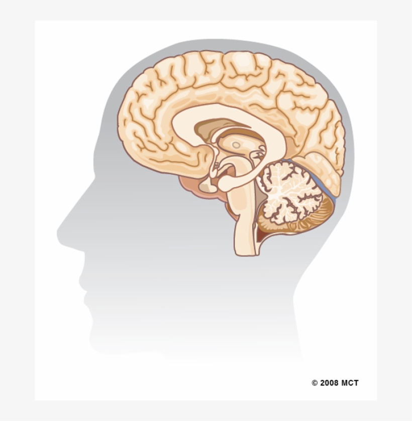 Previous - Brain, transparent png download