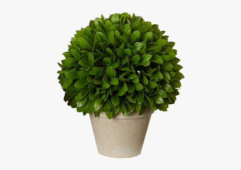 Three Posts Kinsley Ball Plant In Pot Size: 12" H X, transparent png download