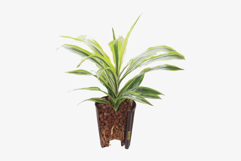 Ecoroot - Houseplant, transparent png download