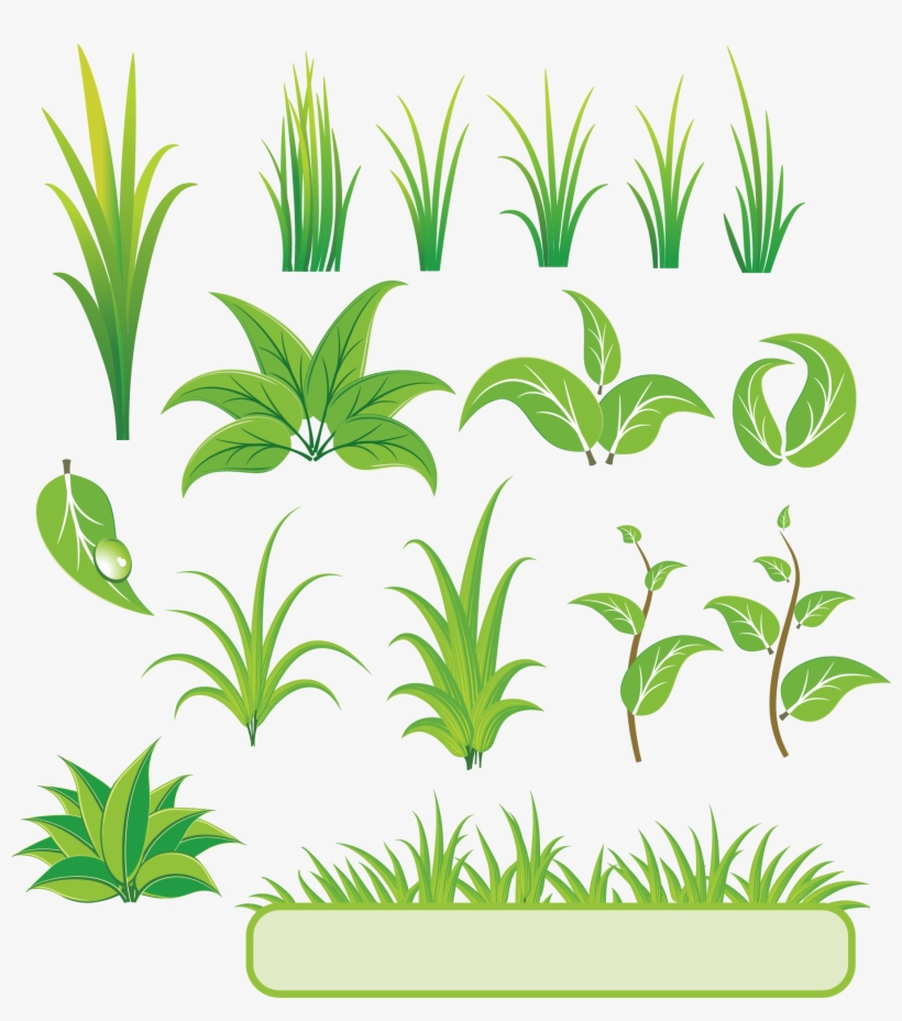 Bamboo And Grass Plant Vector - Plant Vectors, transparent png download