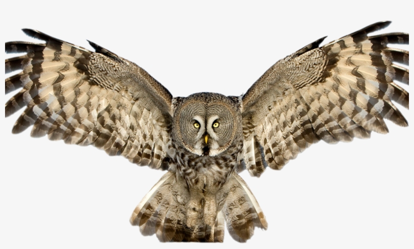 Owl Png Vectors - Great Grey Owl Png, transparent png download