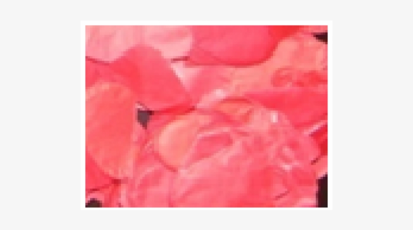 Petalos De Rosa - Begonia, transparent png download