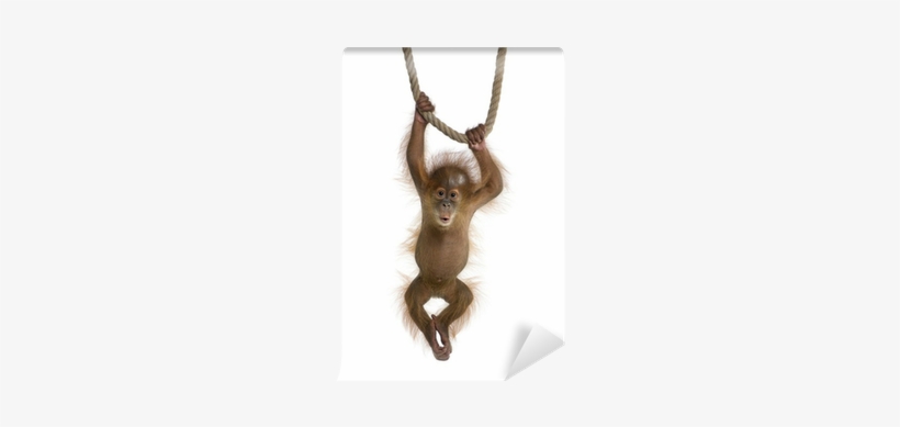 Baby Sumatran Orangutan , Hanging On A Rope Wall Mural - Keep Hanging On King Duvet, transparent png download