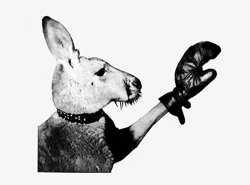 Aussie, - Canguro Con Guantes De Boxeo, transparent png download