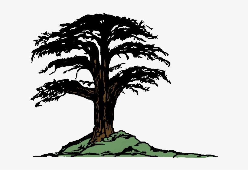 Cedar - Illustration, transparent png download