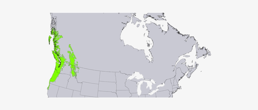 Oregon Red Cedar Trees - Marching Through Georgia Draka, transparent png download