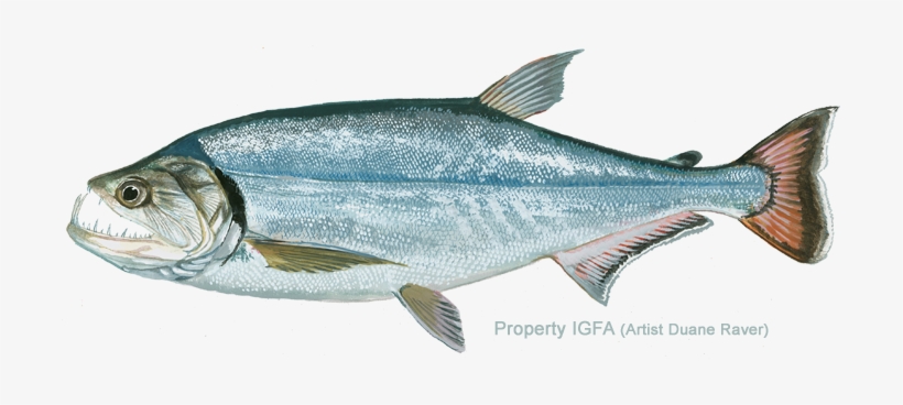 Cynodontidae Family - Payara Hydrolycus Scomberoides, transparent png download