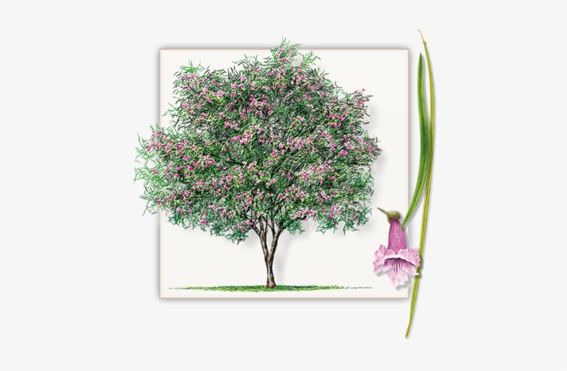 Desert Willow Tree, transparent png download