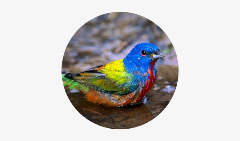 Garza Canela - Mexico, transparent png download