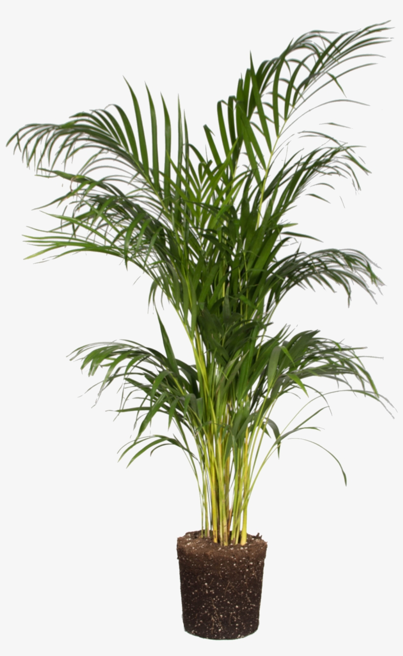 Areca Palm, transparent png download