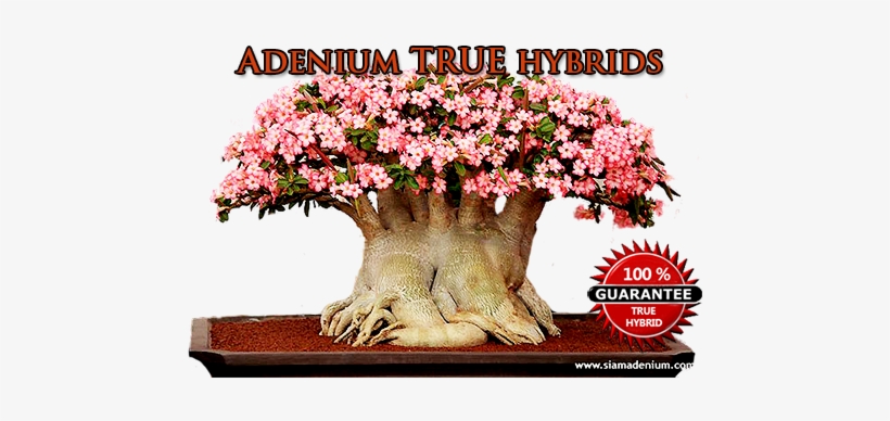 In Our Adeniums Community, We Have Separated Adenium - Newpage, transparent png download