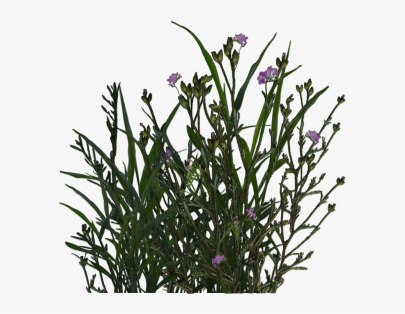 Photo Plant 15 By Wolverine041269-d5yjnfb - Mexican Petunia, transparent png download