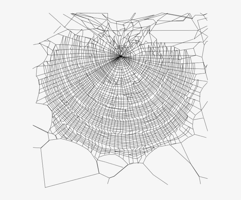 Schema Of Web - Golden Silk Orb-weaver, transparent png download