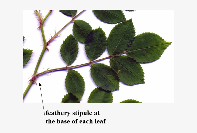 Multiflora Rose Leaves - Identify Multiflora Rose, transparent png download