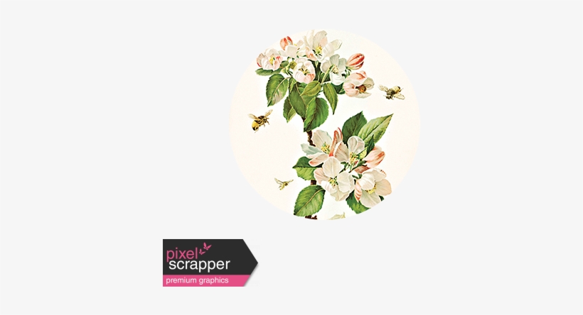Apple Blossom Brad Disk - Apple Blossom Branch Illustration, transparent png download