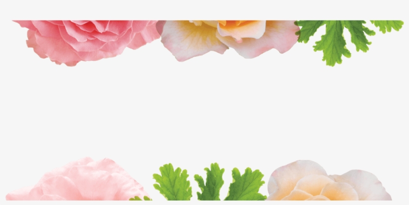 Rose And Geranium Leaf - Floribunda, transparent png download