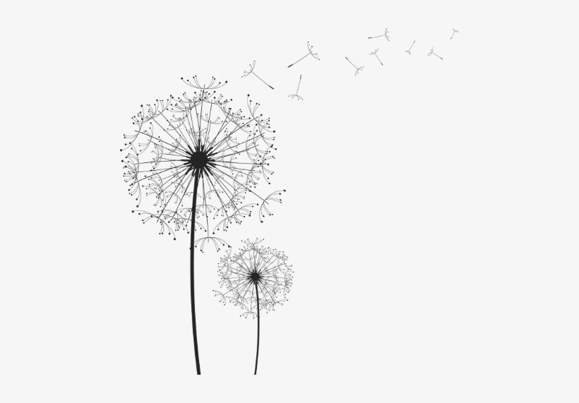 Black And White Dandelion Heads, transparent png download