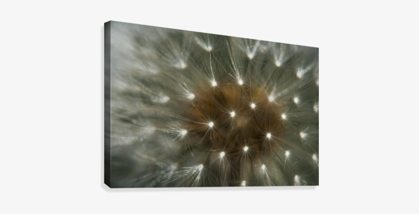 Close Up Of A Dandelion Seed Head - Posterazzi Close Up Of A Dandelion Seed Head Astoria, transparent png download