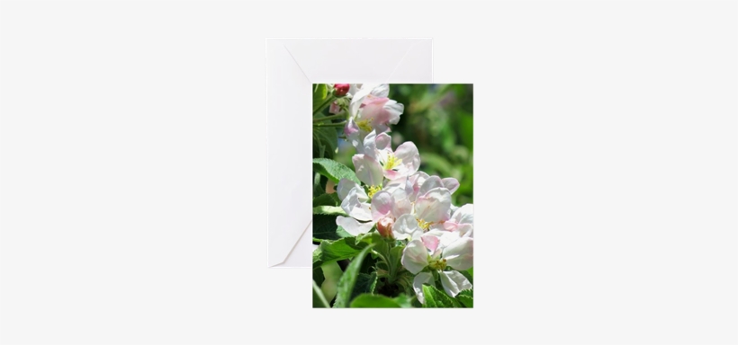 Apple Blossoms Greeting Cards, transparent png download