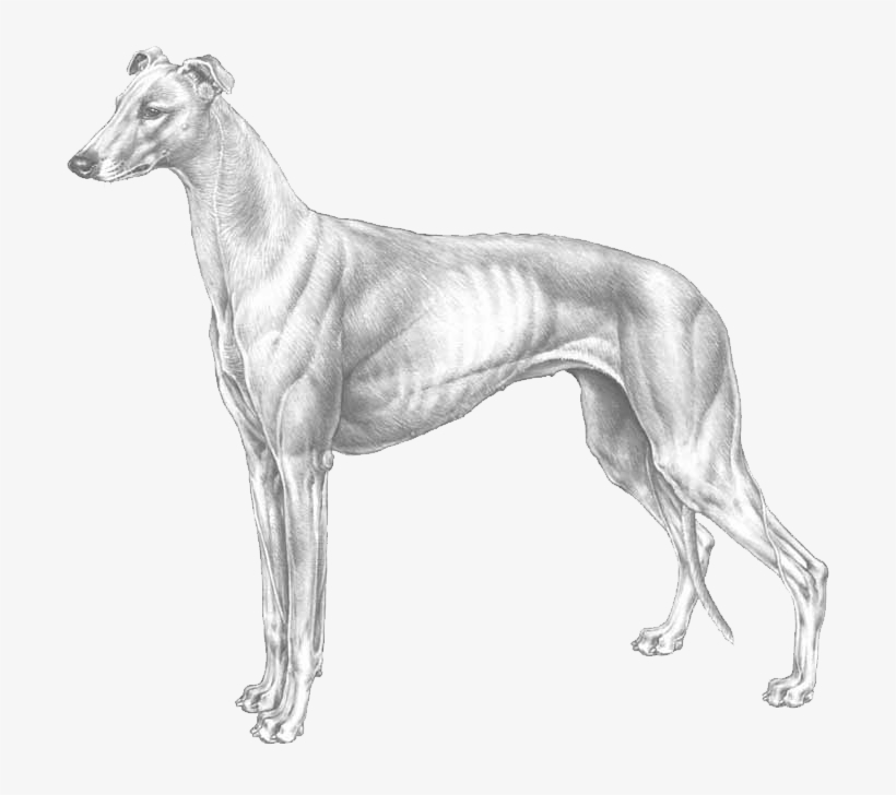 Greyhound - Greyhounds Png Transparent Background, transparent png download