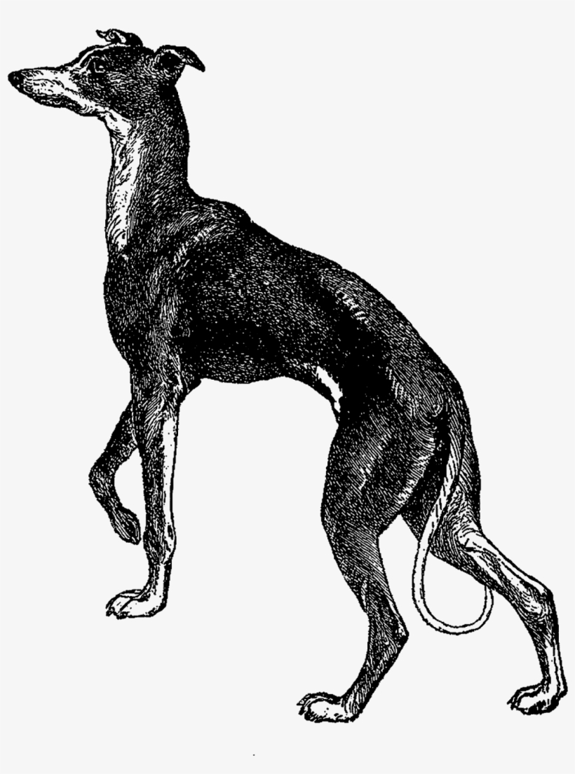 28 Collection Of Italian Greyhound Clipart - Italian Greyhound, transparent png download