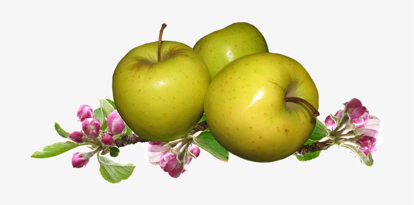 Apple, transparent png download