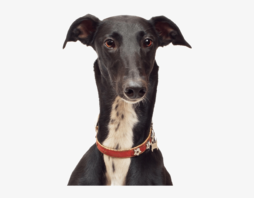 Search - Greyhound Puppies, transparent png download