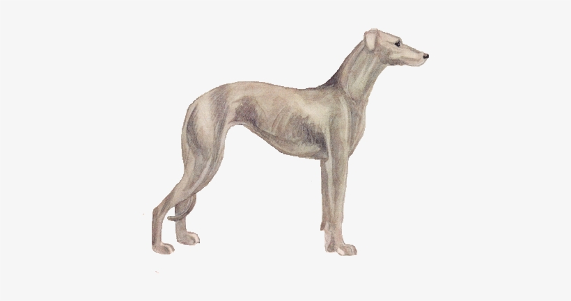Vintage Clip Art Free Image Dogs Greyhound - Running Greyhound Clipart Free, transparent png download