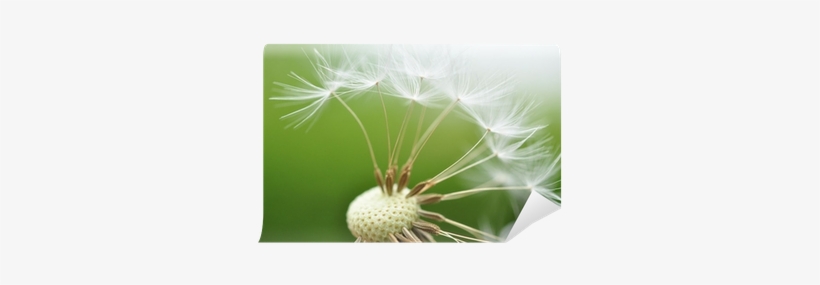 Seed, transparent png download