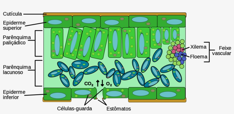 Open - Interior Of A Leaf, transparent png download