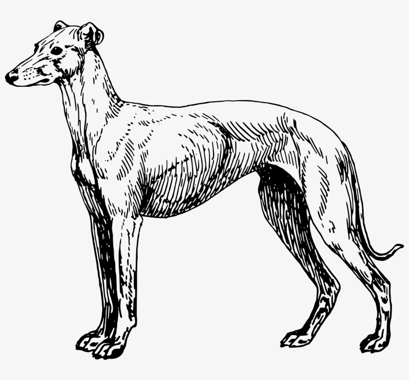 Medium Image - Greyhound Clipart, transparent png download