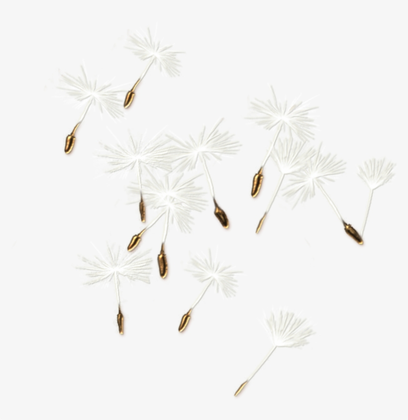 Why Do We Need To Chant Morning And Evening - Dandelion, transparent png download