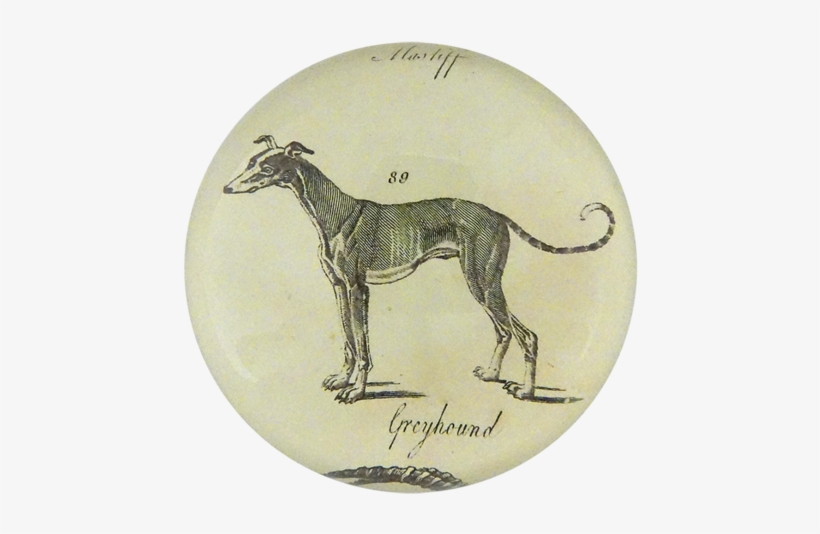 Collection Name - Greyhound, transparent png download